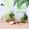 Bouteille d'ampère en verre transparent de 650 ml pour graines de fleurs de plantes vertes